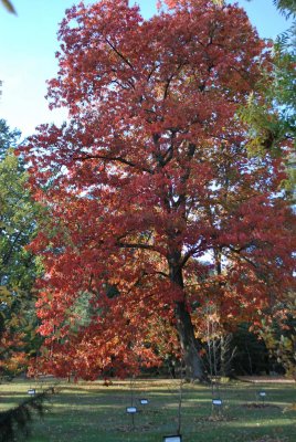 Quercus rubra - dub červený - podzimní habitus